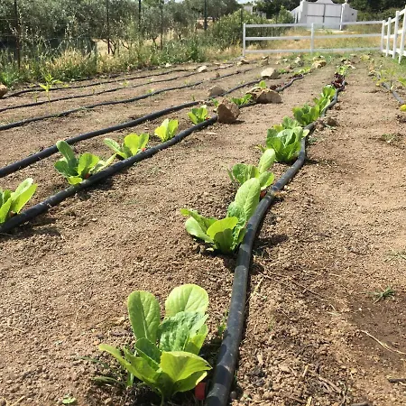 Bed and Breakfast Anacleto Bassacutena