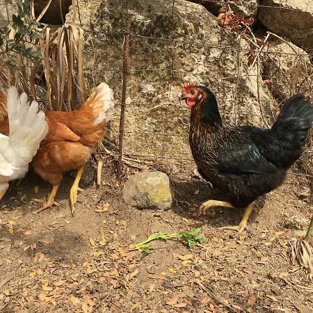 Anacleto לינה וארוחת בוקר Bassacutena