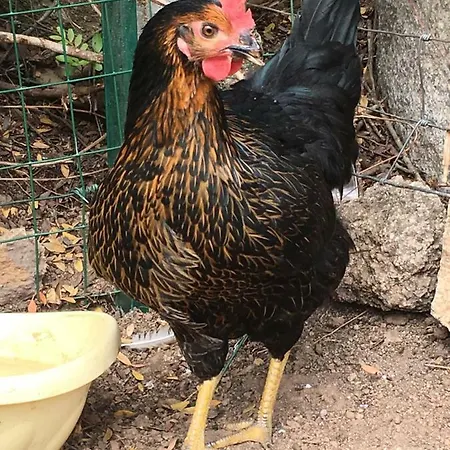 Anacleto לינה וארוחת בוקר 4*