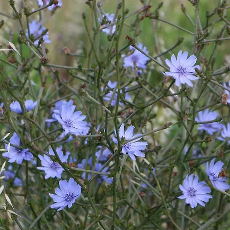 Anacleto Bassacutena
