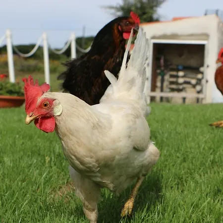 Bed and Breakfast Anacleto 4*