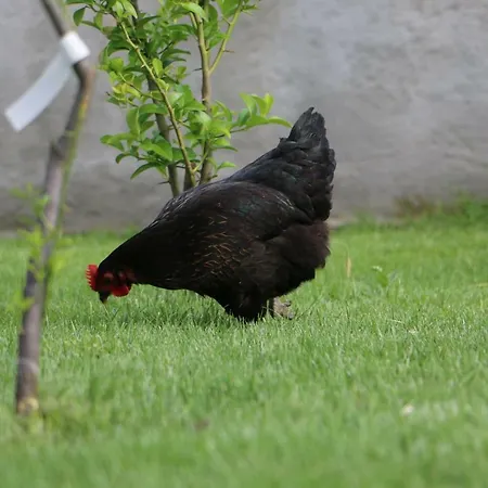 Anacleto לינה וארוחת בוקר Bassacutena