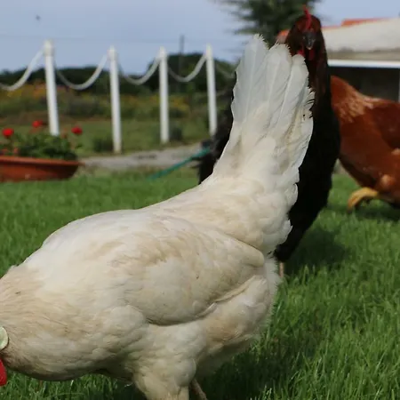 לינה וארוחת בוקר Anacleto 4*