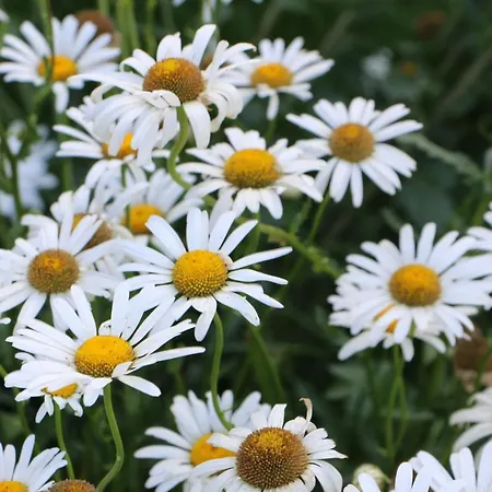 לינה וארוחת בוקר Anacleto Bassacutena