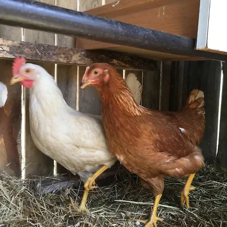 Anacleto Bed & Breakfast 4*