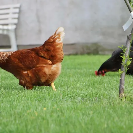 Bed & Breakfast Anacleto 4*