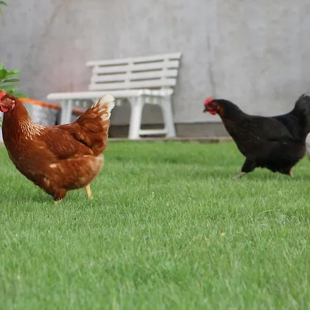 Bed & Breakfast Anacleto