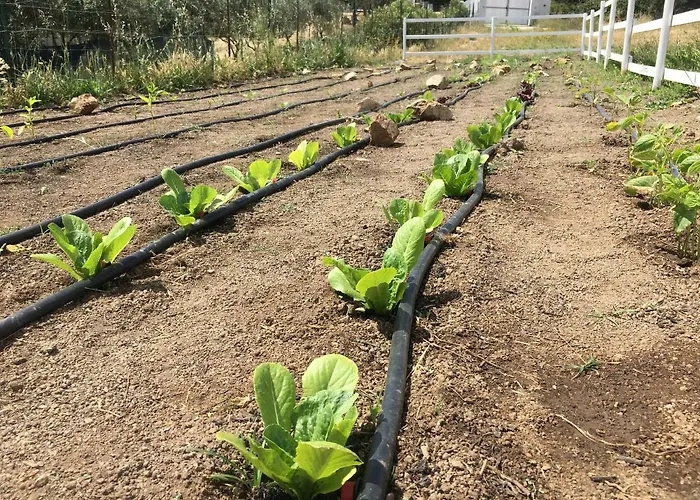 住宿加早餐酒店 Anacleto Bassacutena